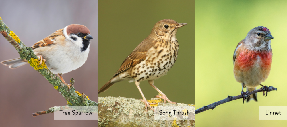 Image of Tree Sparrow, Song Thrush and Linnet