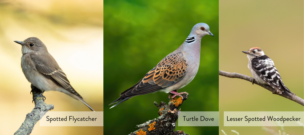 Image of Spotted Flycatcher, Turtle Dove and Lesser Spotted Woodpecker