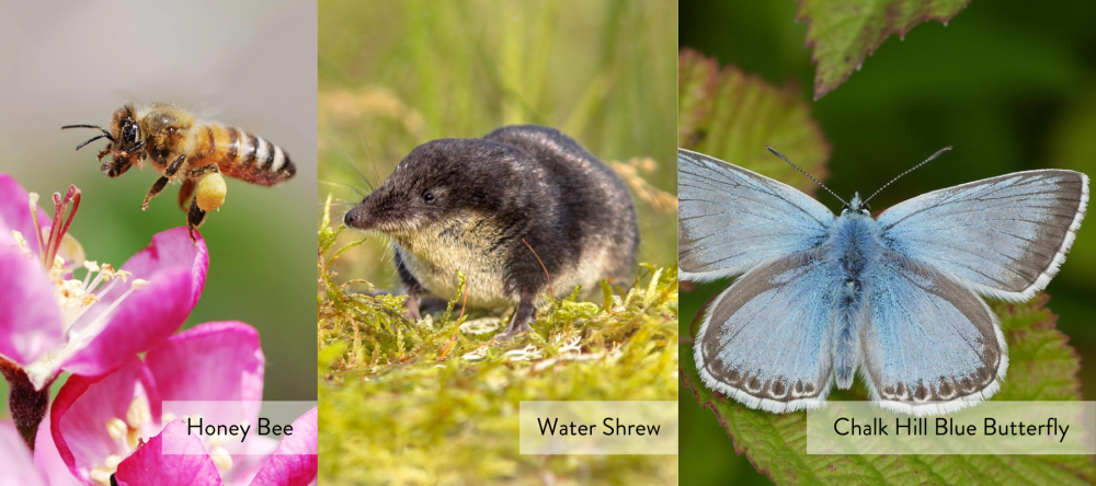 Image of Honey Bee, Water Shrew and Chalk Hill Blue Butterfly