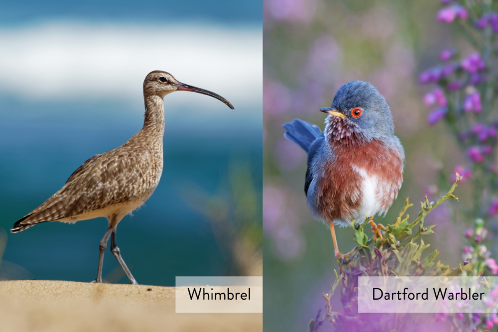 Image of Whimbrel & Darftord Warbler