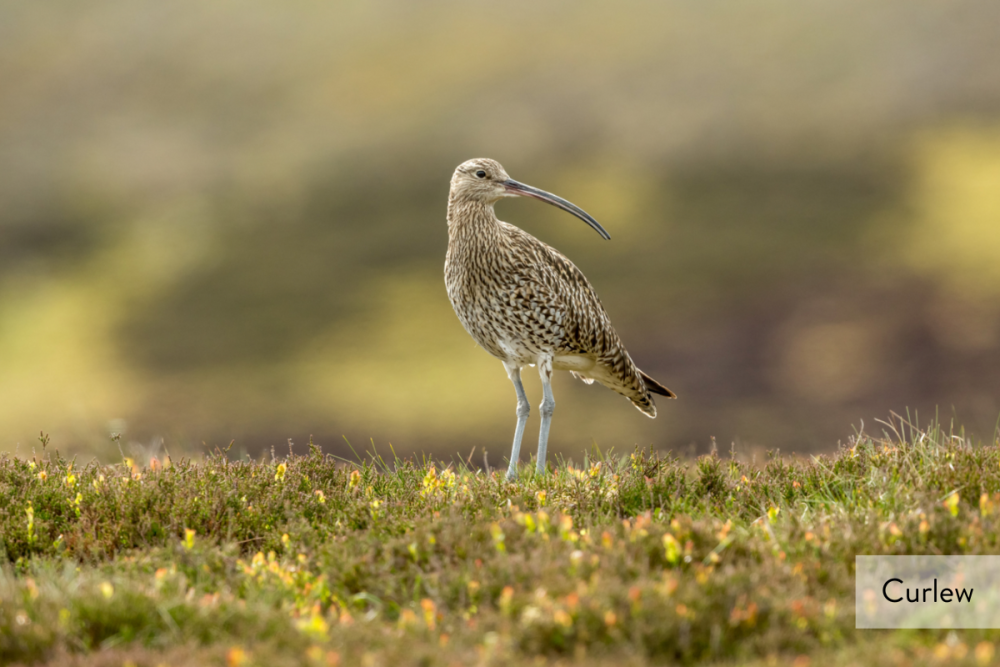 Image of Curlew